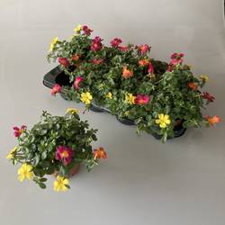 Portulaca mix T12 H020