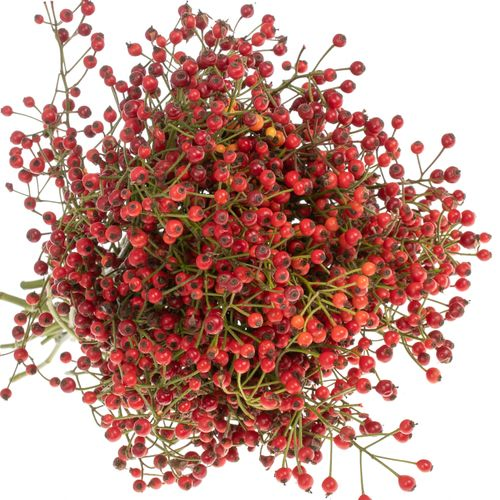 Hagebutte rot Autumn Flush 30cm 