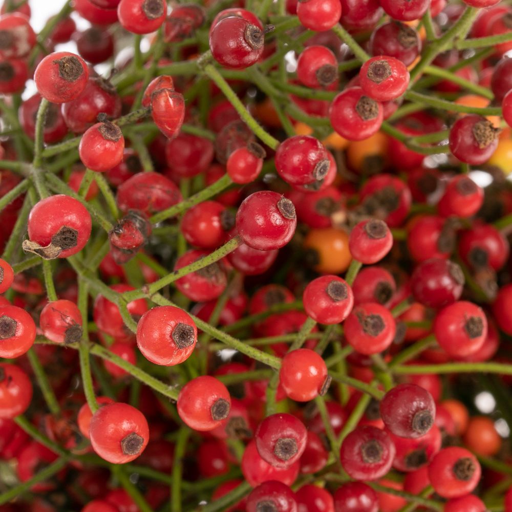 Hagebutte rot Autumn Flush 30cm 