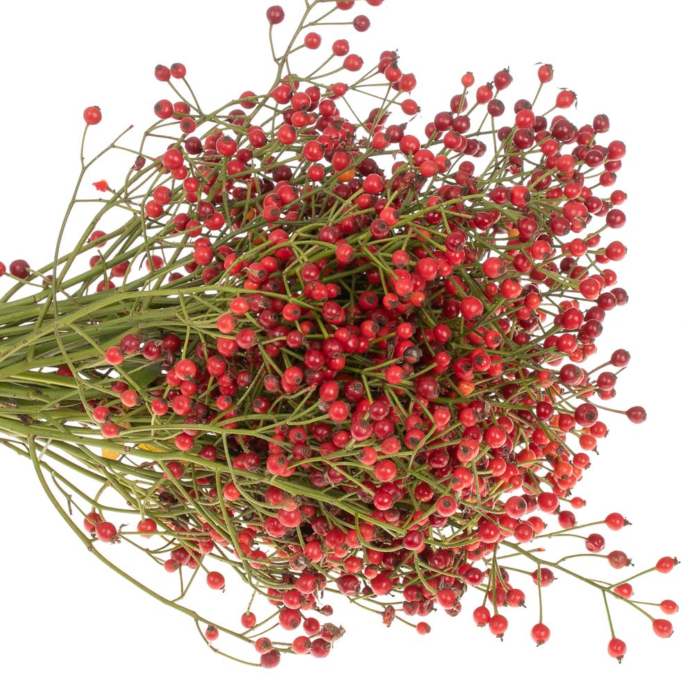 Hagebutte rot Autumn Flush 30cm 