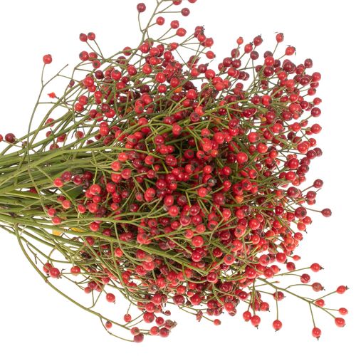 Hagebutte rot Autumn Flush 30cm 