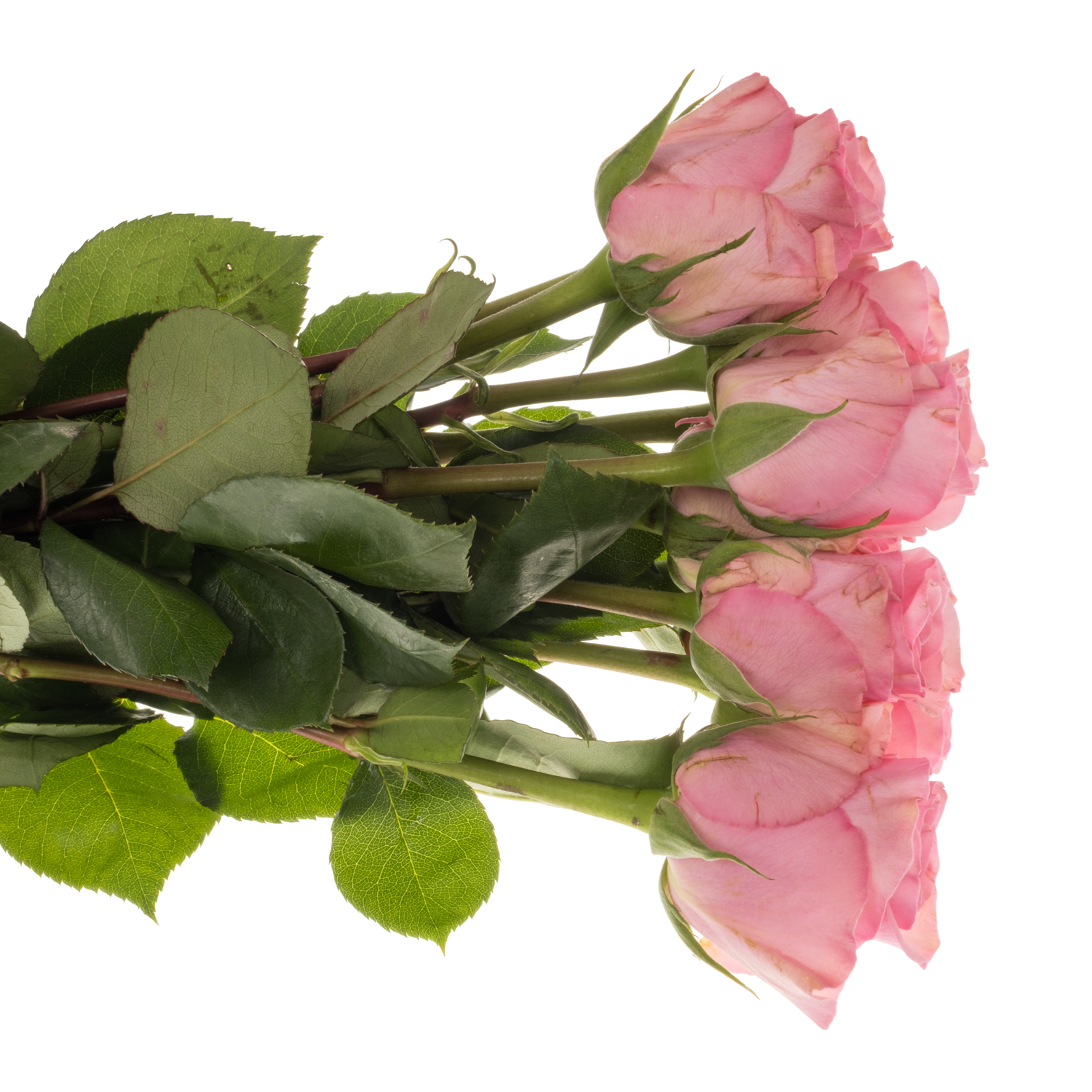 Rose dunkel rosa Euphoria 50cm