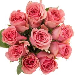 Rose dunkel rosa Euphoria 50cm