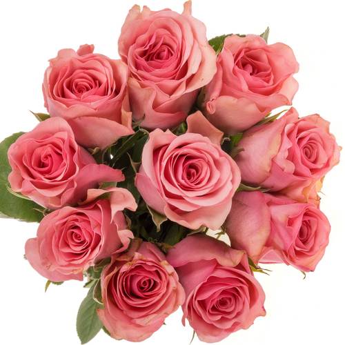 Rose dunkel rosa Euphoria 50cm