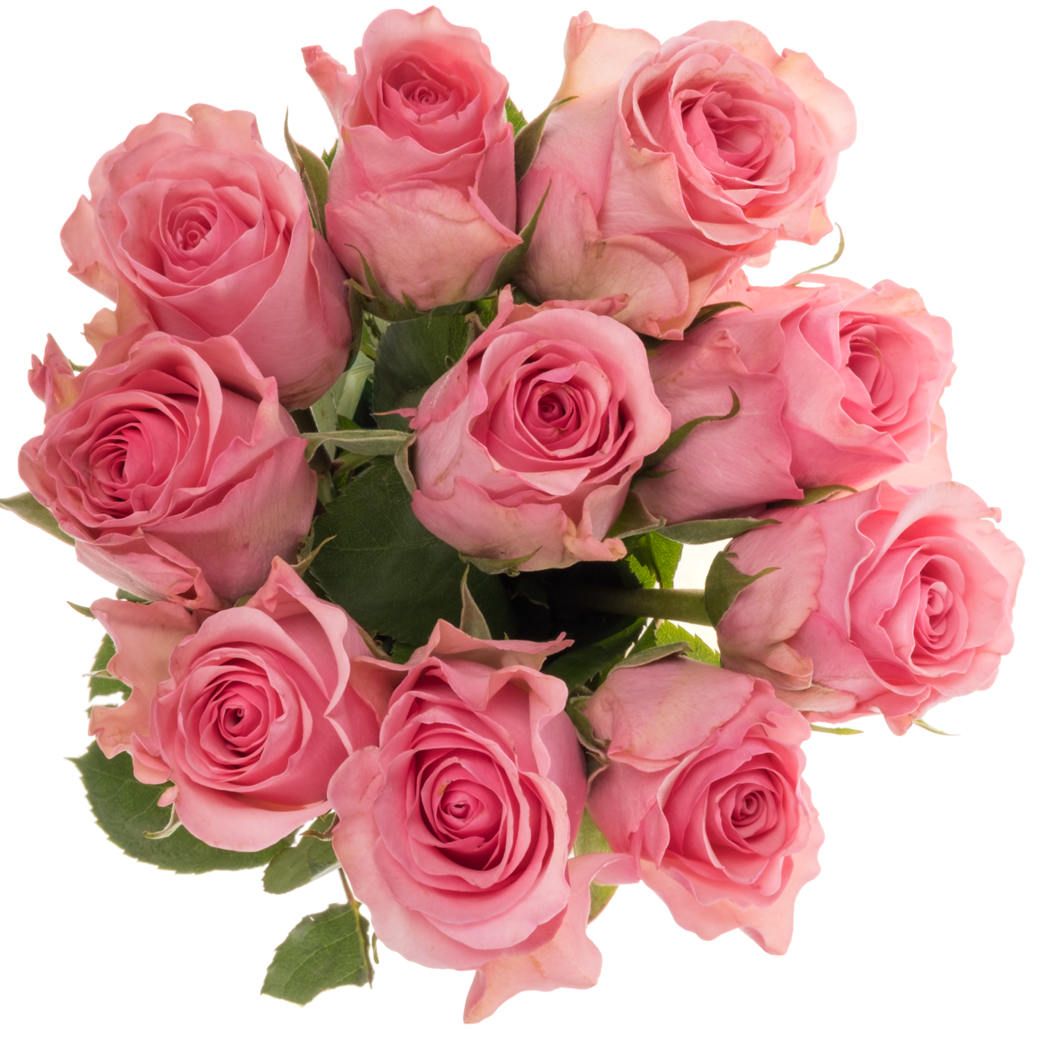 Rose dunkel rosa Euphoria 50cm