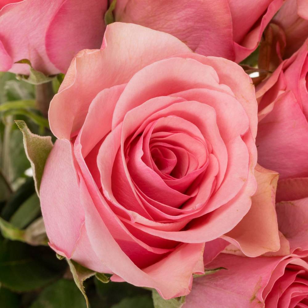 Rose dunkel rosa Euphoria 50cm