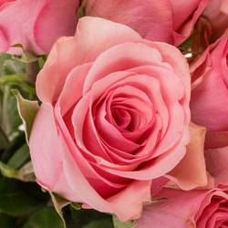Rose dunkel rosa Euphoria 50cm
