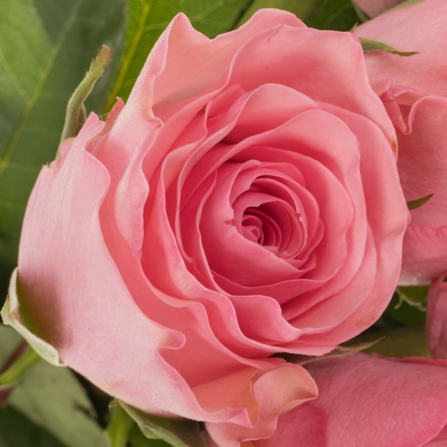 Rose dunkel rosa Euphoria 50cm