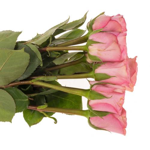 Rose dunkel rosa Euphoria 50cm