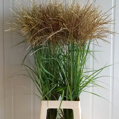 Ziergras Miscantus gelb/creme Ferner Osten 95cm