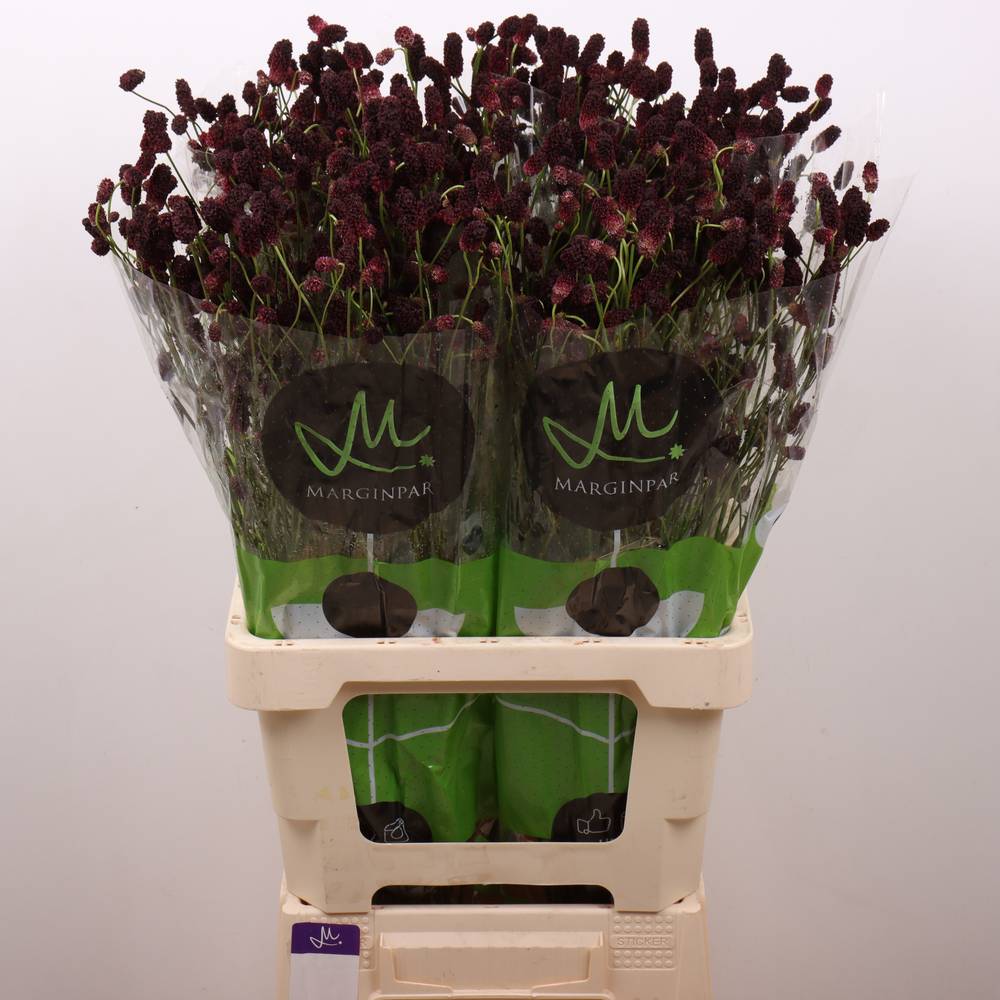 Sanguisorba weinrot Black Dream Select 70cm