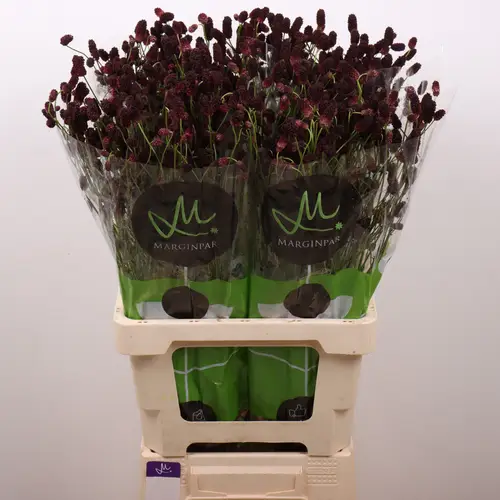 Sanguisorba weinrot Black Dream Select 70cm