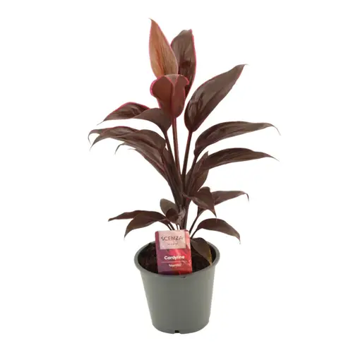 Cordyline Mambo T12 H40