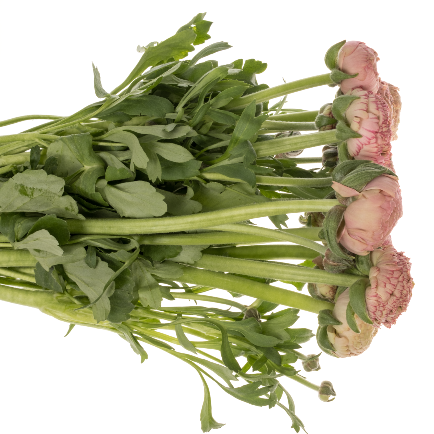 Ranunkel rosa antiek Aazur 54 Gramm 42 cm