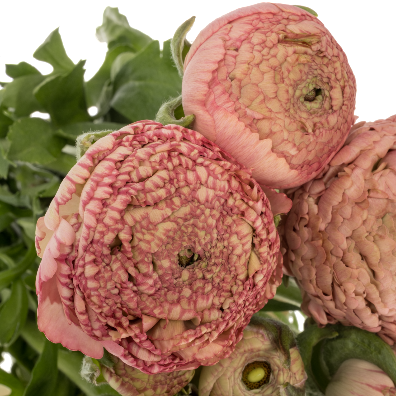 Ranunkel rosa antiek Aazur 54 Gramm 42 cm