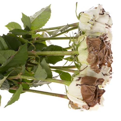 Rose wachs mix Choco Bonbon 60cm duftend