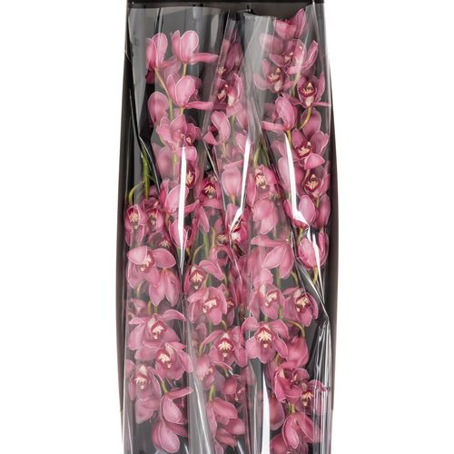 Cymbidium rot/lila Dream 13+Blüte 80cm
