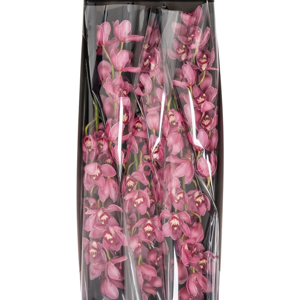 Cymbidium rot/lila Dream 13+Blüte 80cm
