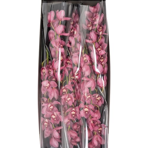 Cymbidium rot/lila Dream 13+Blüte 80cm