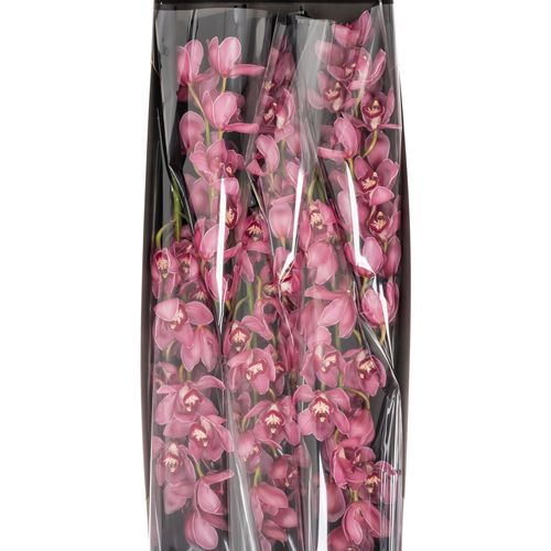 Cymbidium rot/lila Dream 13+Blute 80cm