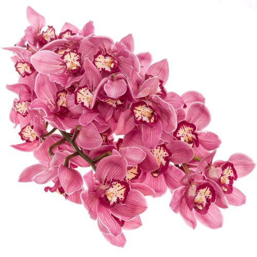 Cymbidium rot/lila Dream 13+Blüte 80cm