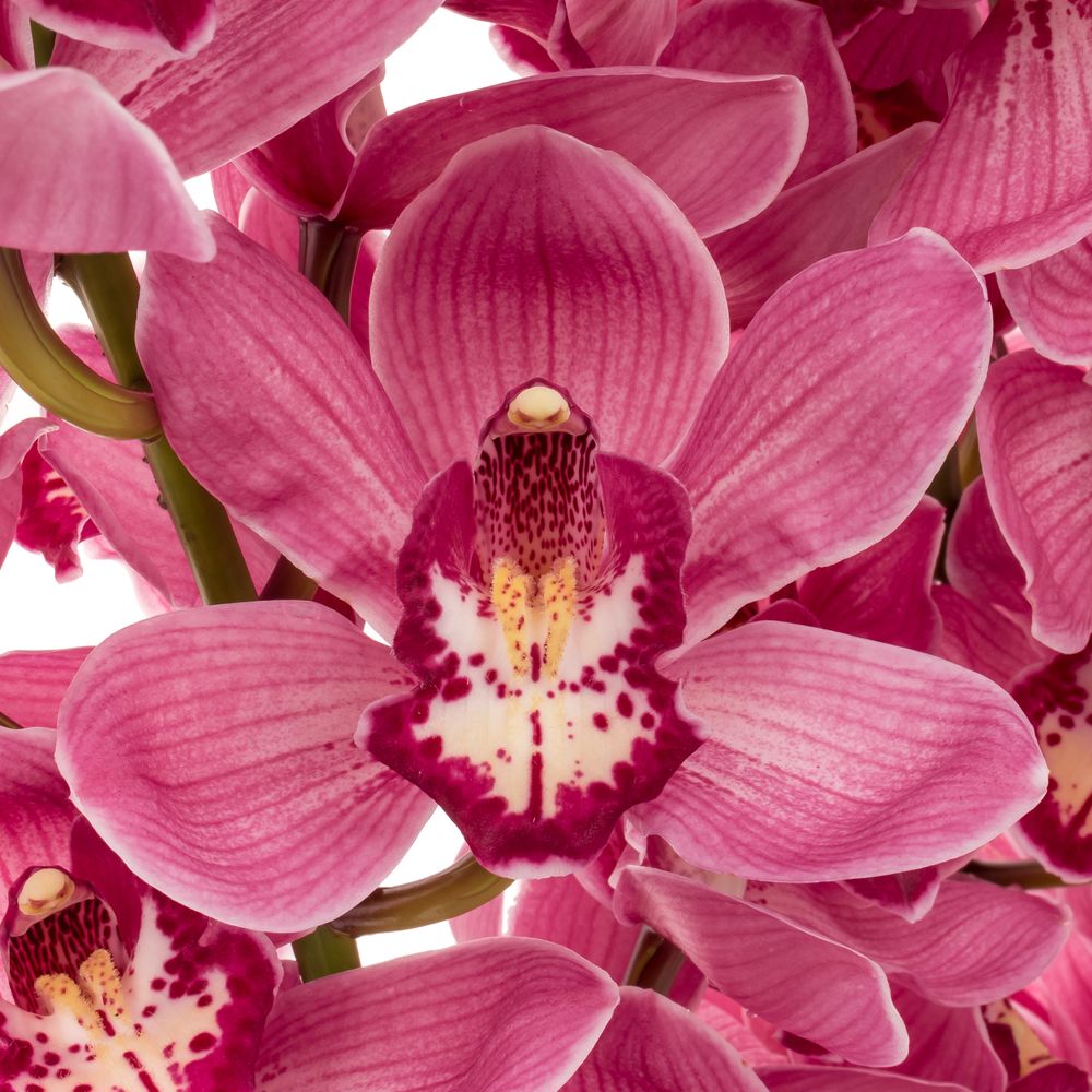 Cymbidium rot/lila Dream 13+Blüte 80cm