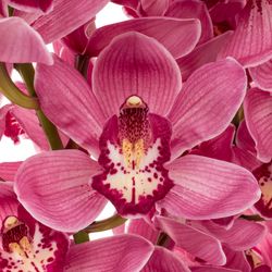 Cymbidium rot/lila Dream 13+Blüte 80cm