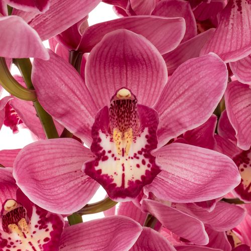 Cymbidium rot/lila Dream 13+Blüte 80cm