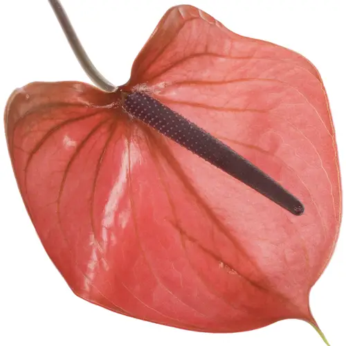 Anthurium rot Cantello Blüte 15cm