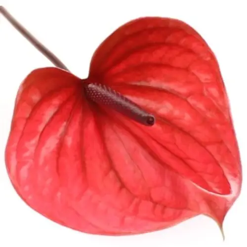 Anthurium cerise Cantello Blüte 15cm