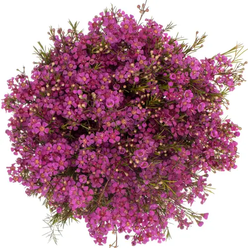 Wachsflower lila Hot Pink 50Gramm 70cm