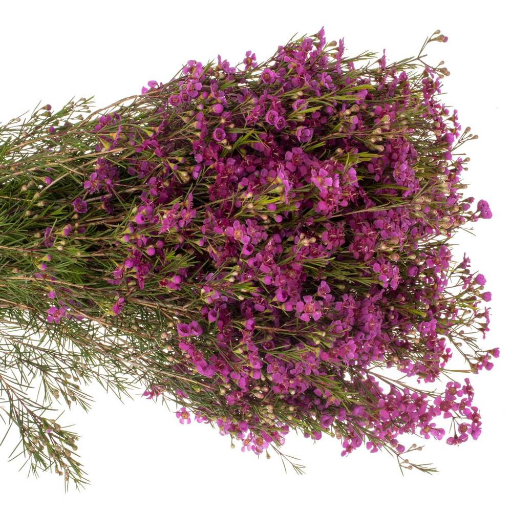Wachsflower lila Hot Pink 50Gramm 70cm