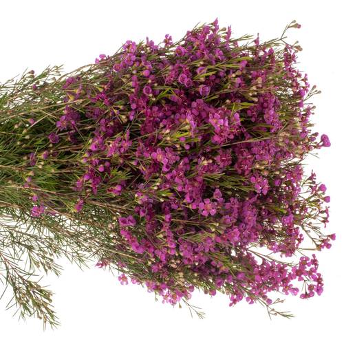 Wachsflower lila Hot Pink 50Gramm 70cm