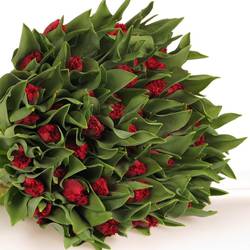 Tulpe rot gezackt Valerie 32 Gramm