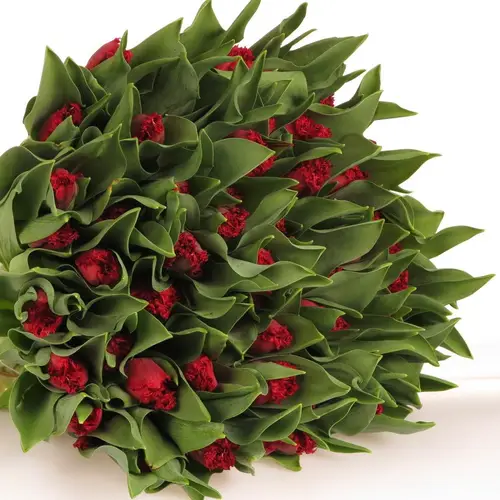 Tulpe rot gezackt Valerie 32 Gramm