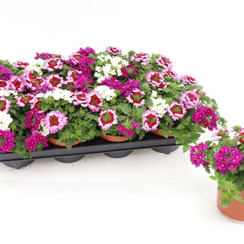 Verbena rosa mix Tricolor Purple Shades T13 H017