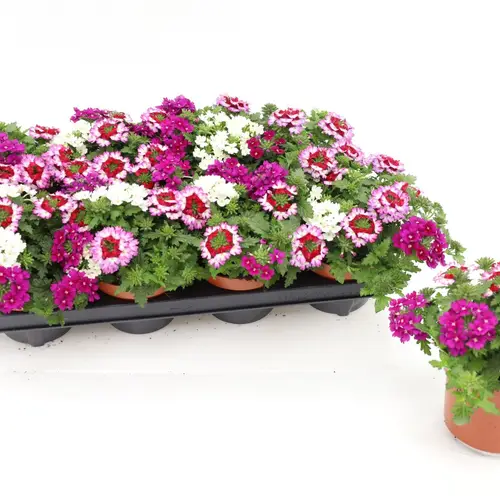 Verbena rosa mix Tricolor Purple Shades T13 H017