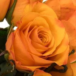 Rose orange Tycoon 50cm
