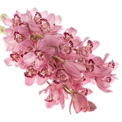 Mini Cymbidium rosa Rincon 30cm 5+Blüte