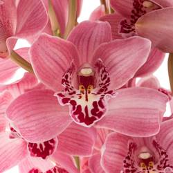 Mini Cymbidium rosa Rincon 30cm 5+Blüte