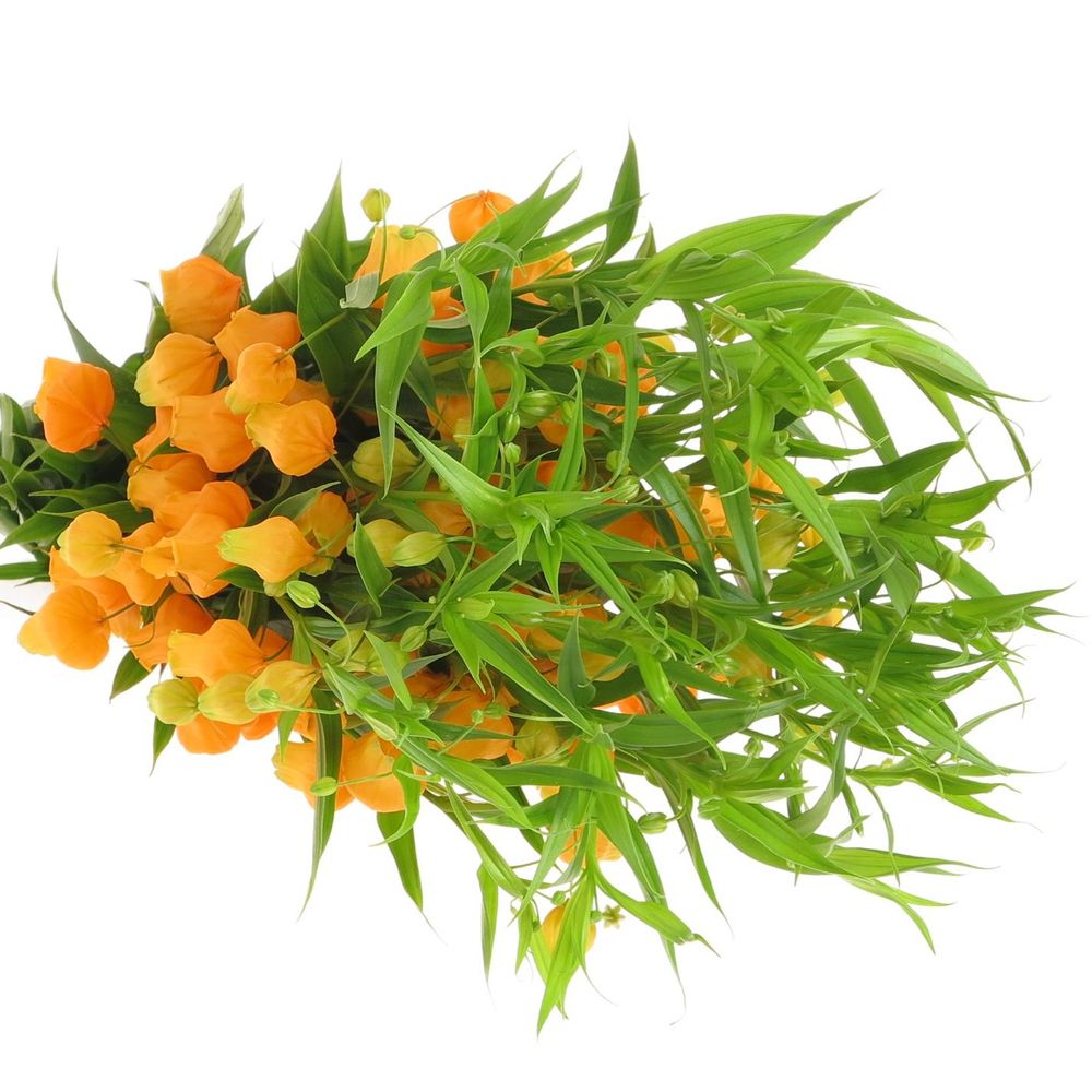 Sandersonia orange 50cm