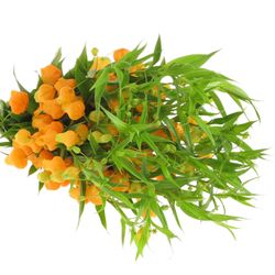 Sandersonia orange 50cm
