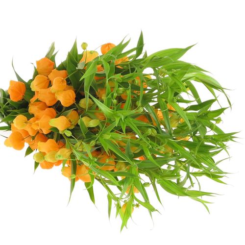 Sandersonia orange 50cm