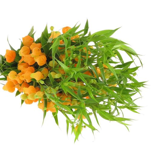 Sandersonia orange 50cm