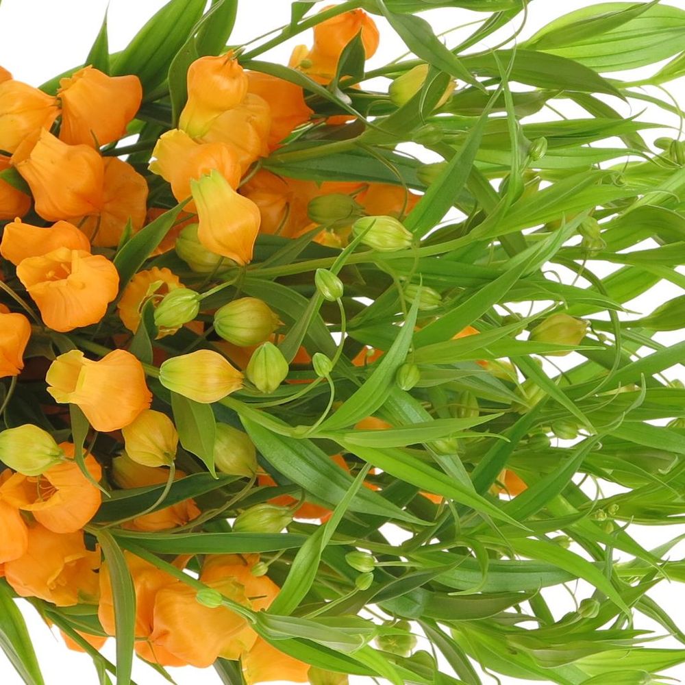 Sandersonia orange 50cm