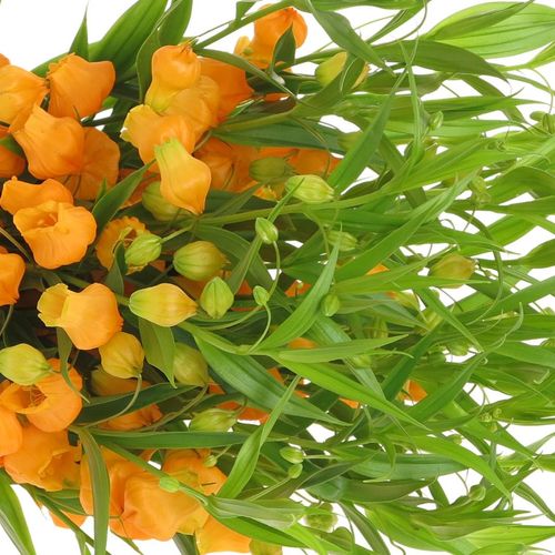 Sandersonia orange 50cm