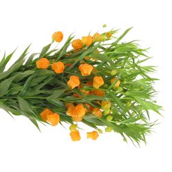 Sandersonia orange 50cm