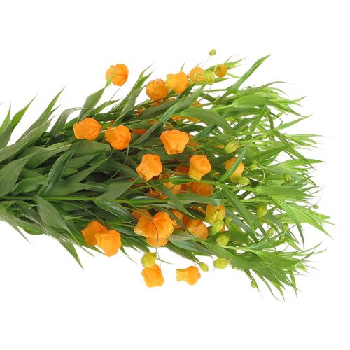 Sandersonia orange 50cm