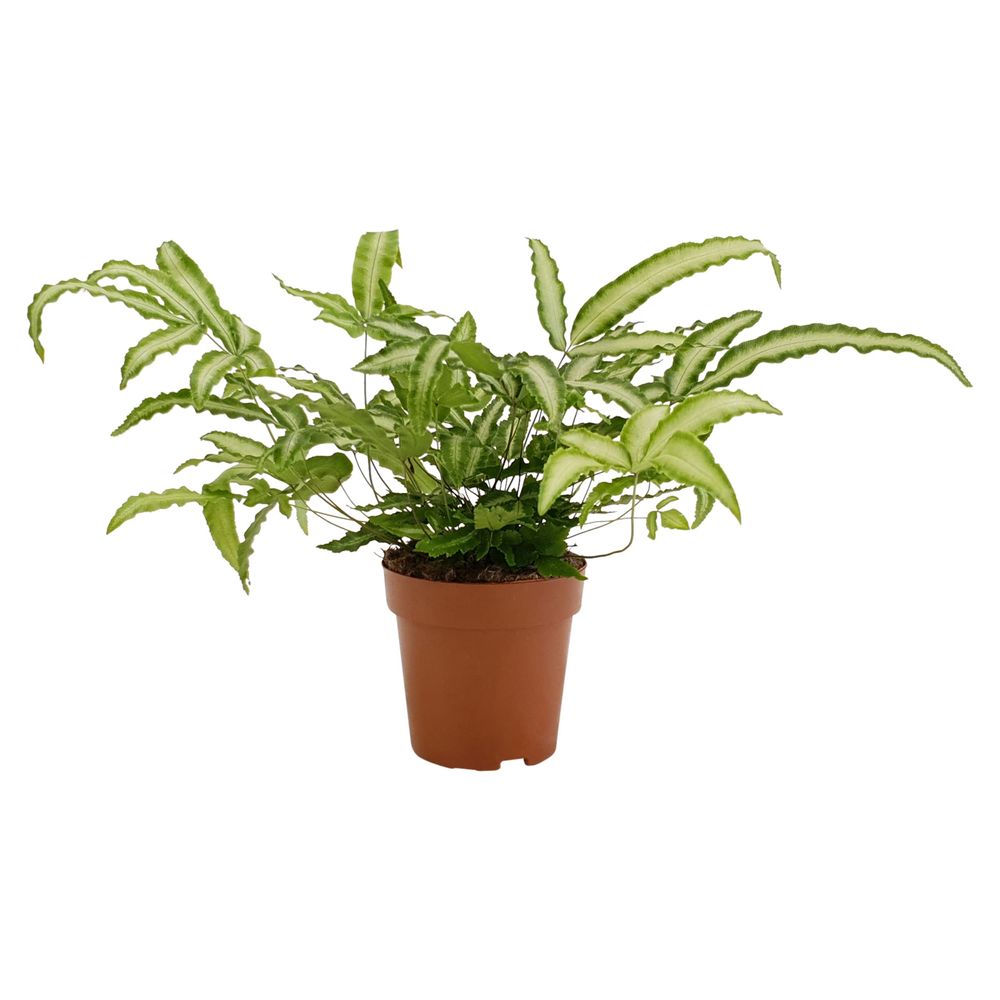 Pteris Albolinea T12 H35