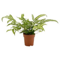 Pteris Albolinea T12 H35